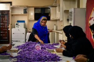 برنامه توسعه‌ سازمان